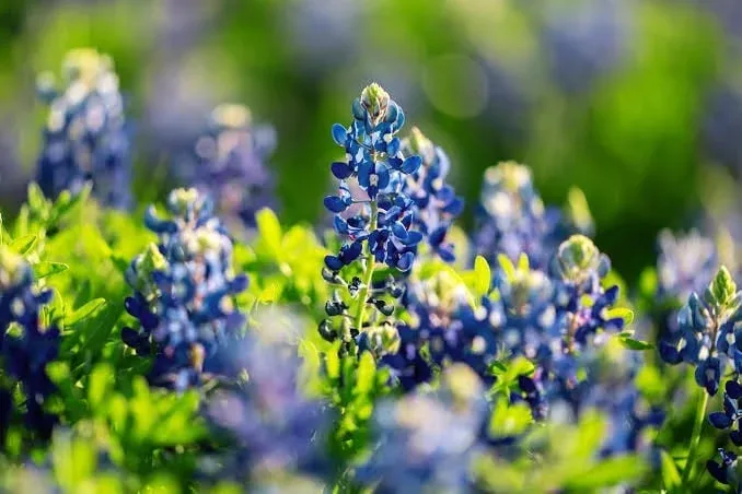 Texas bluebonnets in bloom